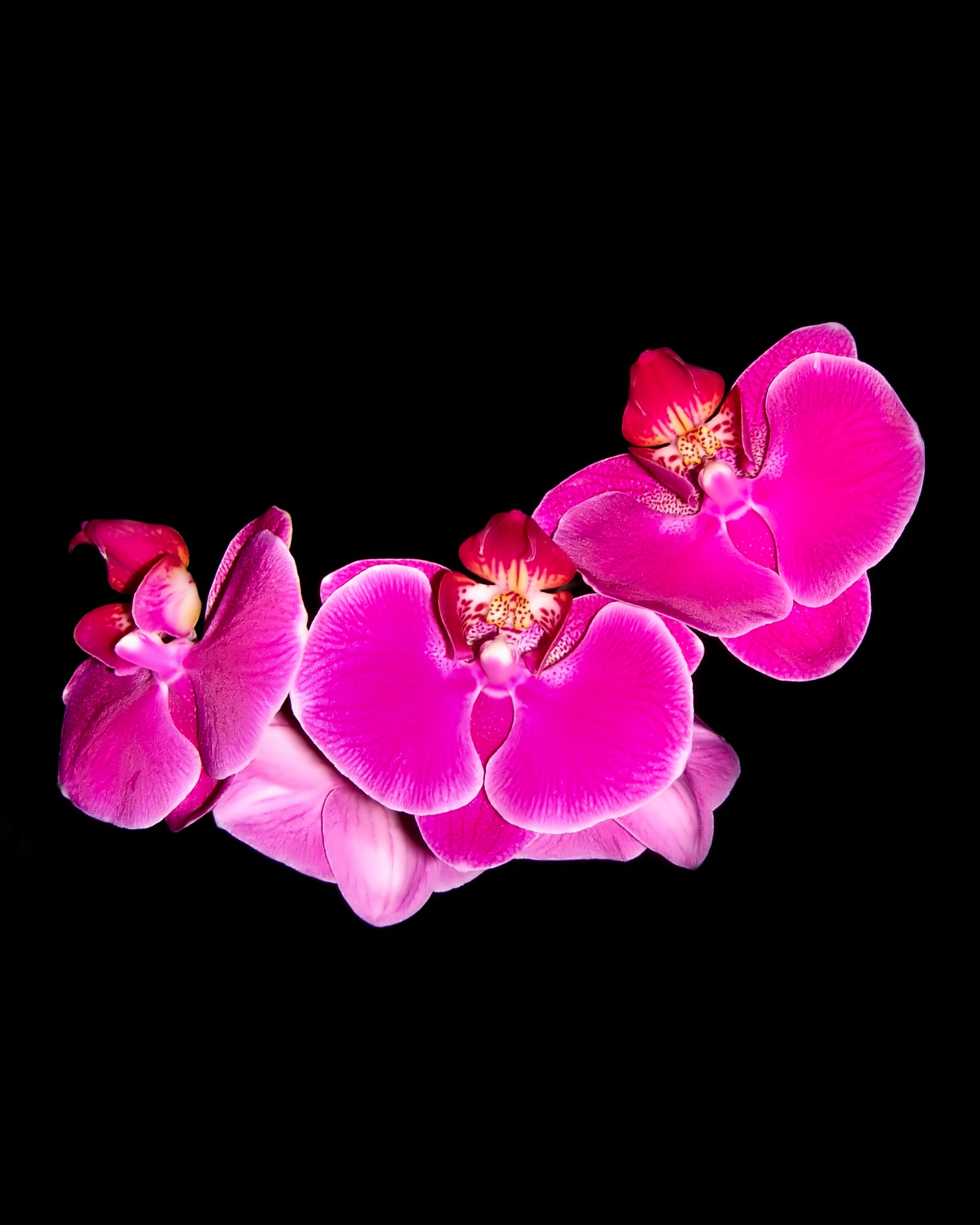עגילי סחלב ורוד Yael Pilo | Handcrafted Creations